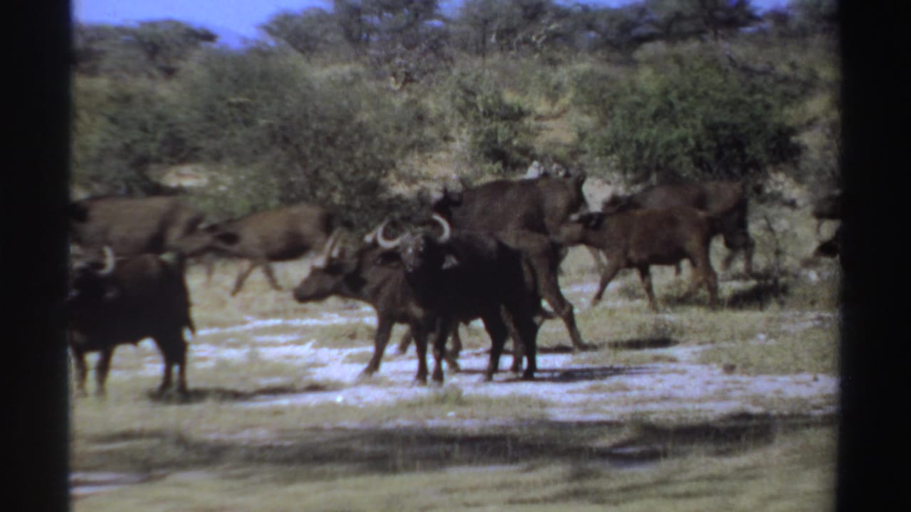 1969 Sudan-labeled 8mm frame with dark horned animals clustered near scrub vegetation in a bright savanna setting.