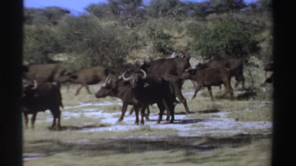 1969 Sudan-labeled 8mm frame with dark horned animals clustered near scrub vegetation in a bright savanna setting.