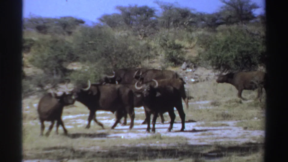 1969 Sudan-labeled 8mm frame showing a small herd of dark horned animals walking together across sunlit savanna terrain.