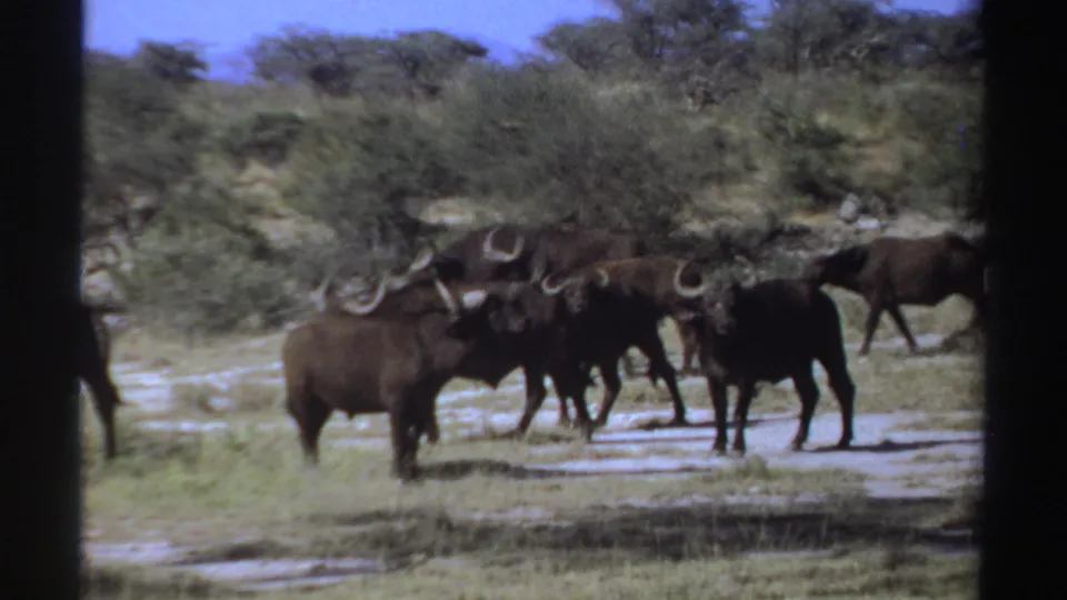 1969 Sudan-labeled 8mm frame with dark horned animals gathered near puddled ground and scrub vegetation.