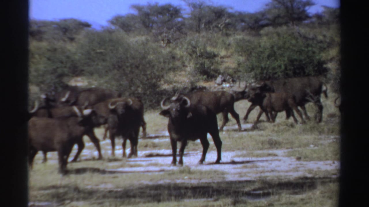 Several African buffalo stand and walk across dry bushland with trees behind them.