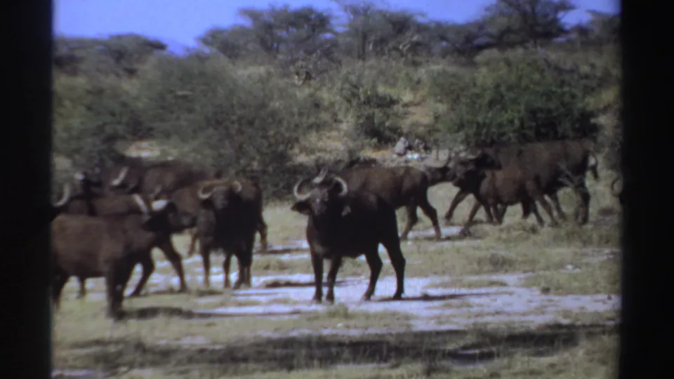 1969 Sudan 8mm frame showing a small herd of African buffalo in open bush with scrub trees and pale ground.