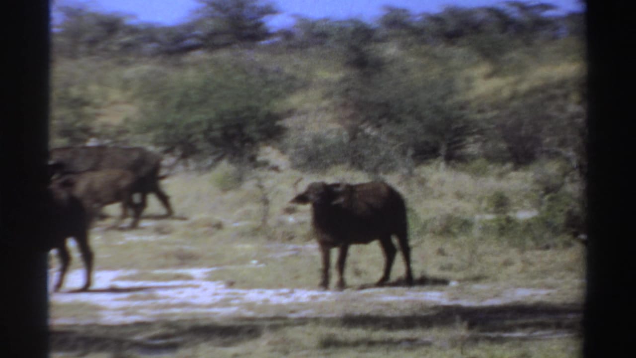 1969 Sudan 8mm frame with buffalo crossing a dry clearing while one horned animal stands near the right side.