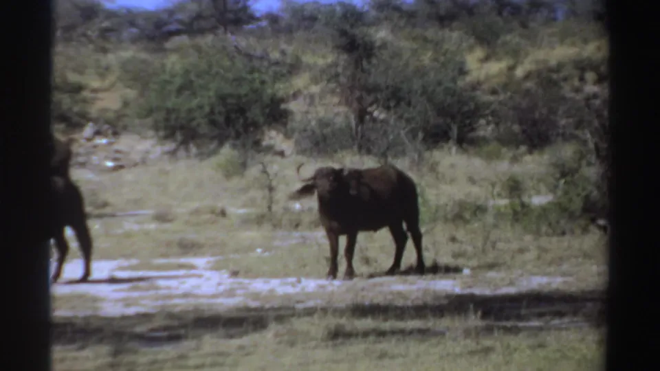 1969 Sudan 8mm frame showing a single African buffalo standing in open grass with brush and trees behind it.