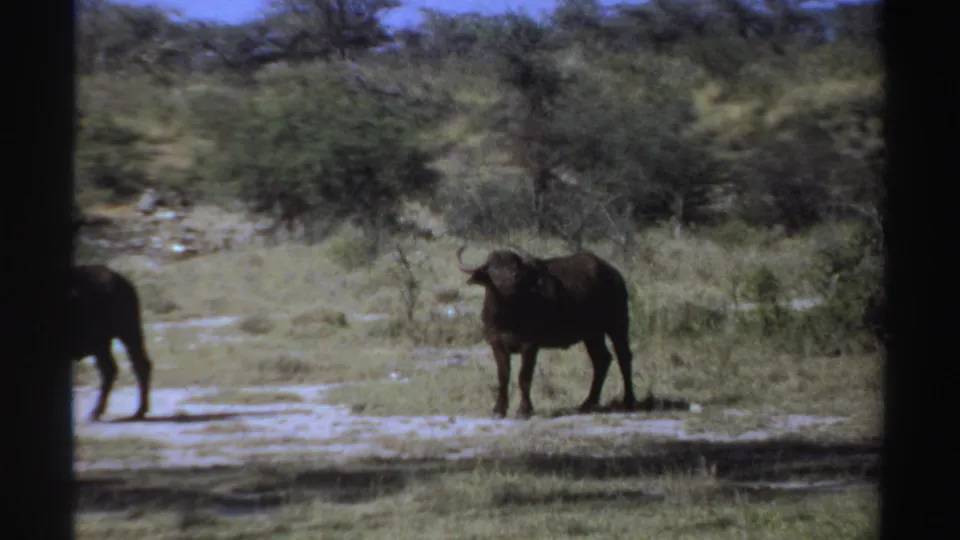 1969 Sudan 8mm frame showing one buffalo standing in profile near low vegetation and scattered trees.