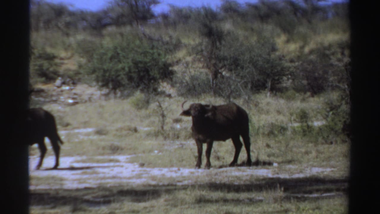 Single horned wildebeest standing in dry grassland with trees behind it.
