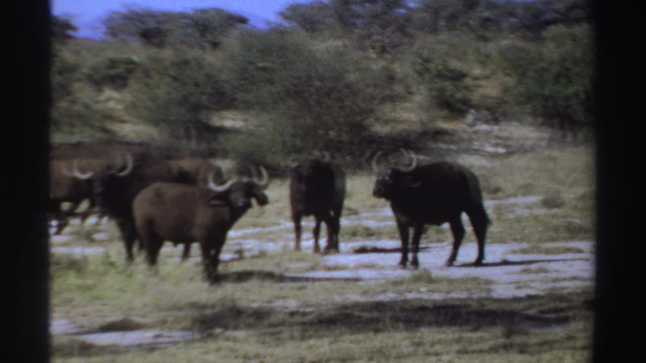 Several horned wildebeest standing and walking across a dry field.
