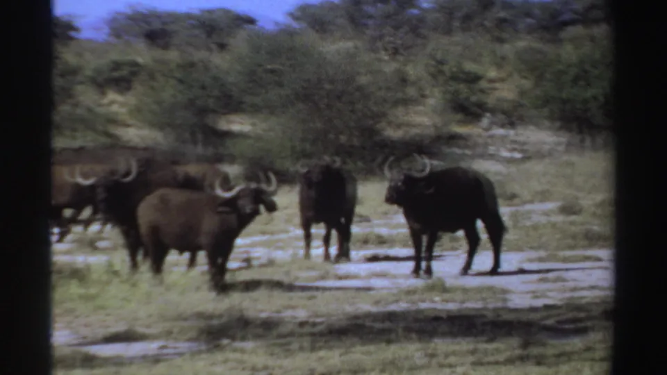 1969 Sudan 8mm frame with several wildebeest spread across a dry savanna field under bright daylight.