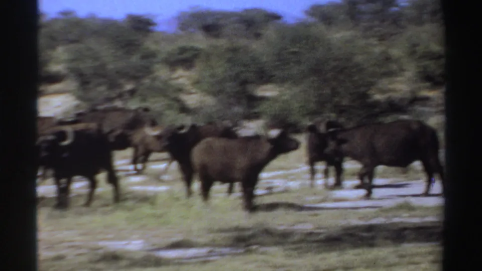 1969 Sudan 8mm frame showing a softly focused wildebeest herd moving across dry grass and sandy ground.
