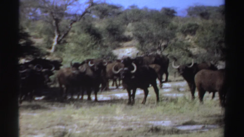 1969 Sudan 8mm frame showing a clustered wildebeest herd near scrub trees and pale dry ground.