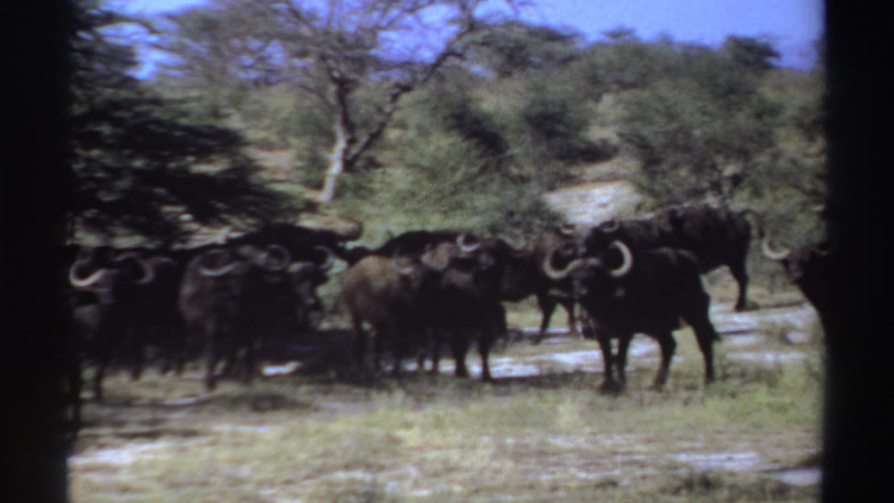 Cape buffalo herd standing in dry grassland near scattered trees.