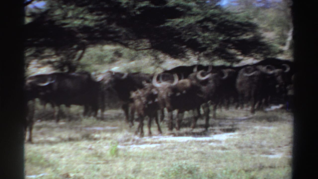 Several Cape buffalo stand and move through Sudanese grassland beneath trees in a 1969 8mm frame.
