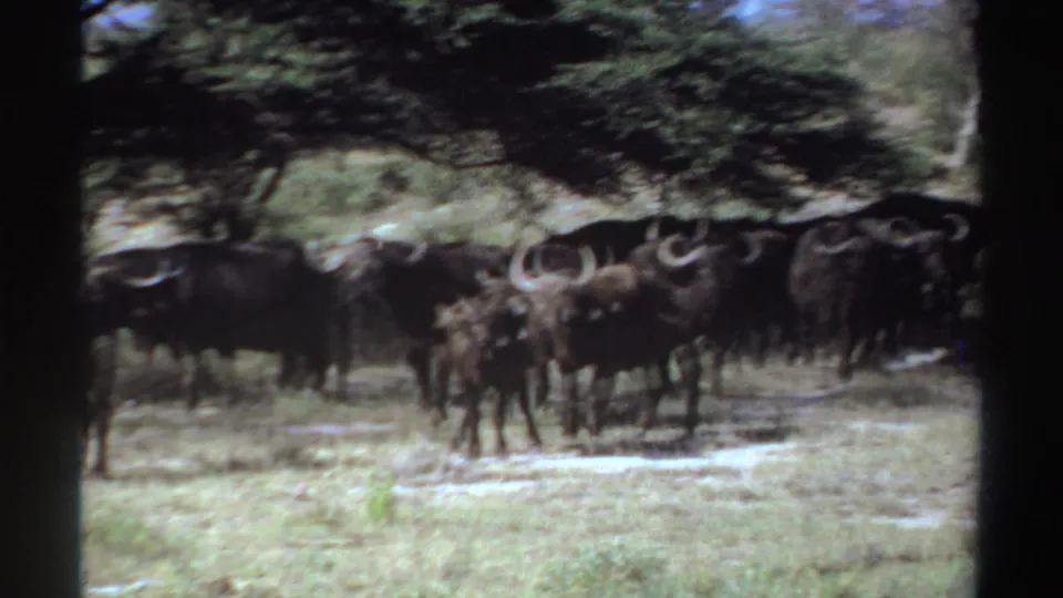 Several Cape buffalo stand and move through Sudanese grassland beneath trees in a 1969 8mm frame.