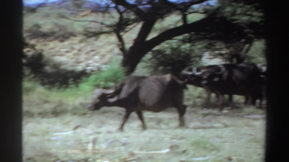 A Cape buffalo walks across the foreground while other buffalo remain near trees in Sudan, 1969.