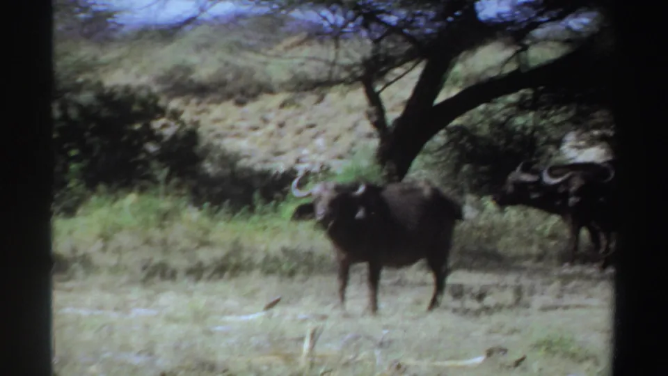 A buffalo faces the camera in open Sudan grassland, with another animal partly visible beside the trees.