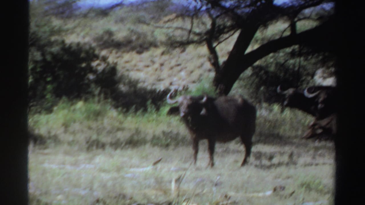 Two horned animals standing in dry grass beneath a tree.