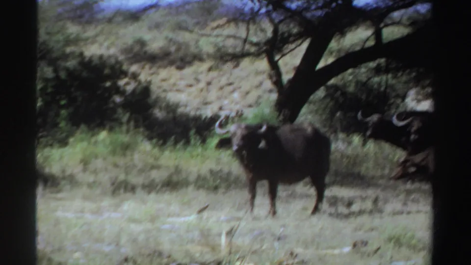1969 Sudan 8mm frame showing two dark horned animals in dry savanna grass under sparse trees.