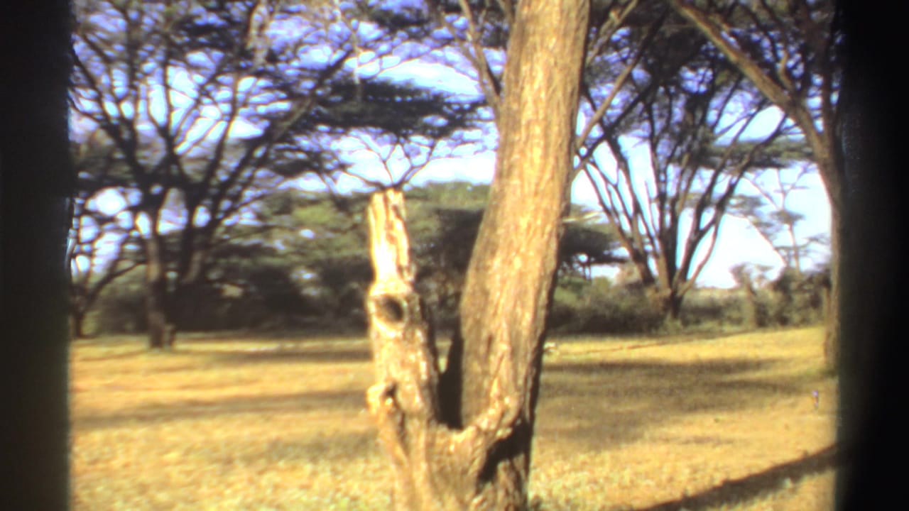 Dry grassy area with trees and a split tree trunk in the foreground.