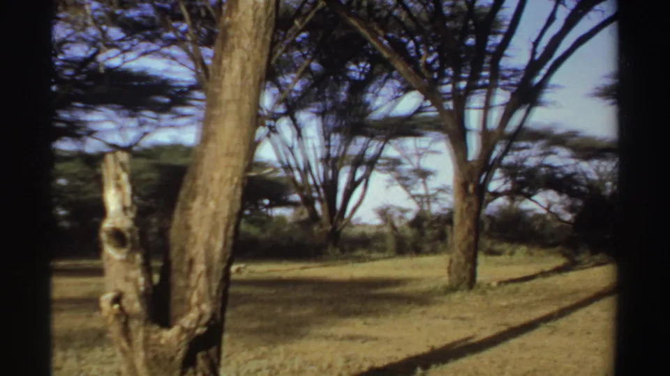 1969 Sudan 8mm frame with a close tree trunk, wide acacia-like trees, dry grass, and open daylight.