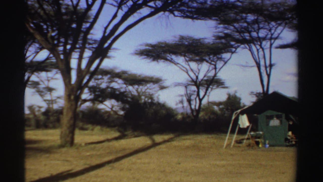 Green canvas tent beneath acacia-like trees in a dry campsite.