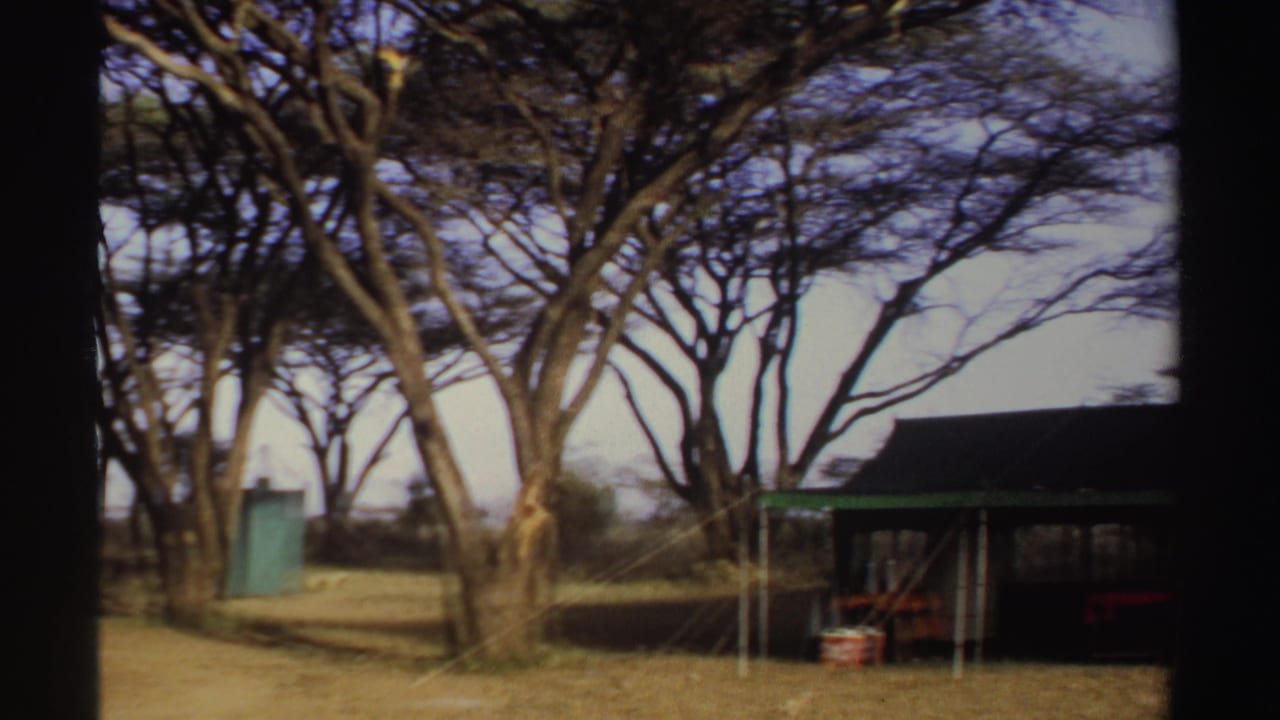 Canvas camp shelter under tall trees on dry grass, with a small green structure in the background.