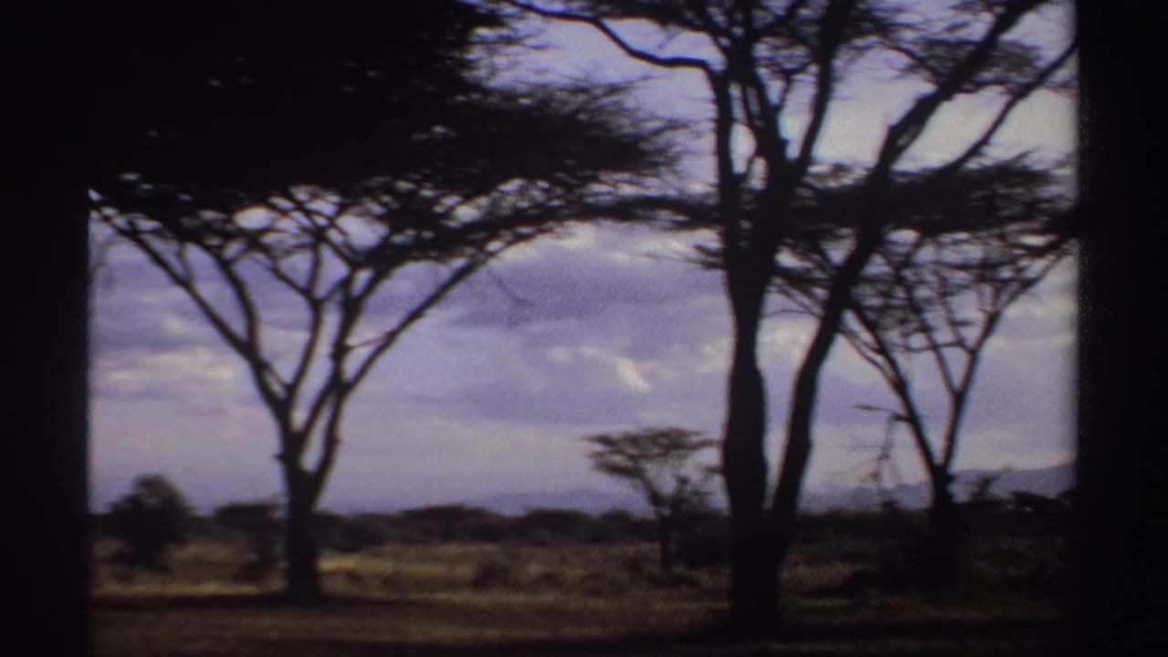 Acacia trees silhouetted across open grassland beneath a cloudy sky.