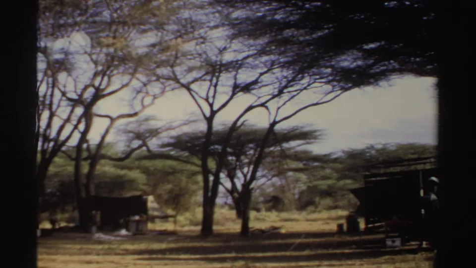 1969 Sudan 8mm frame showing a distant dark tent or camp structure beneath broad trees in a dry open area.