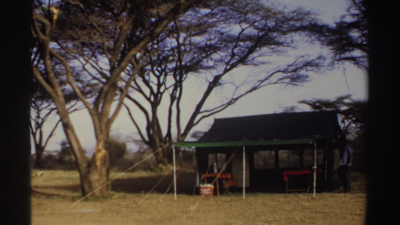 Canvas tent beneath tall trees with camp furniture on dry ground.