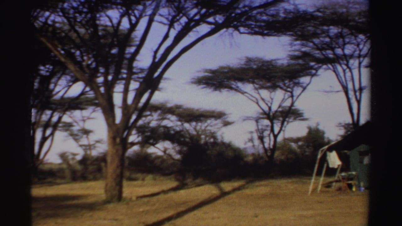 Tree trunks and dry grass with the tent partly visible at the right edge.