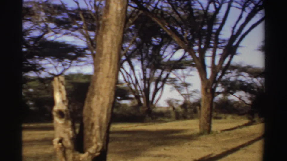 1969 Sudan home-movie frame showing dry grassland, tall trees, and a pale broken stump as the camera pans away from camp.