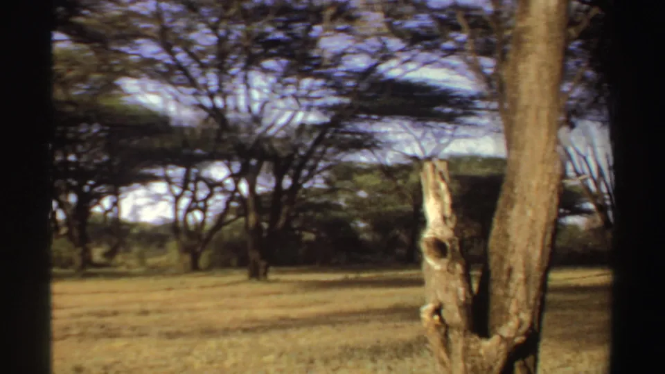 1969 Sudan frame showing open savanna-like ground with scattered trees, long shadows, and a pale foreground stump.