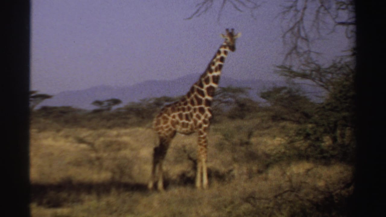 Giraffe standing in dry grassland with trees and distant hills.