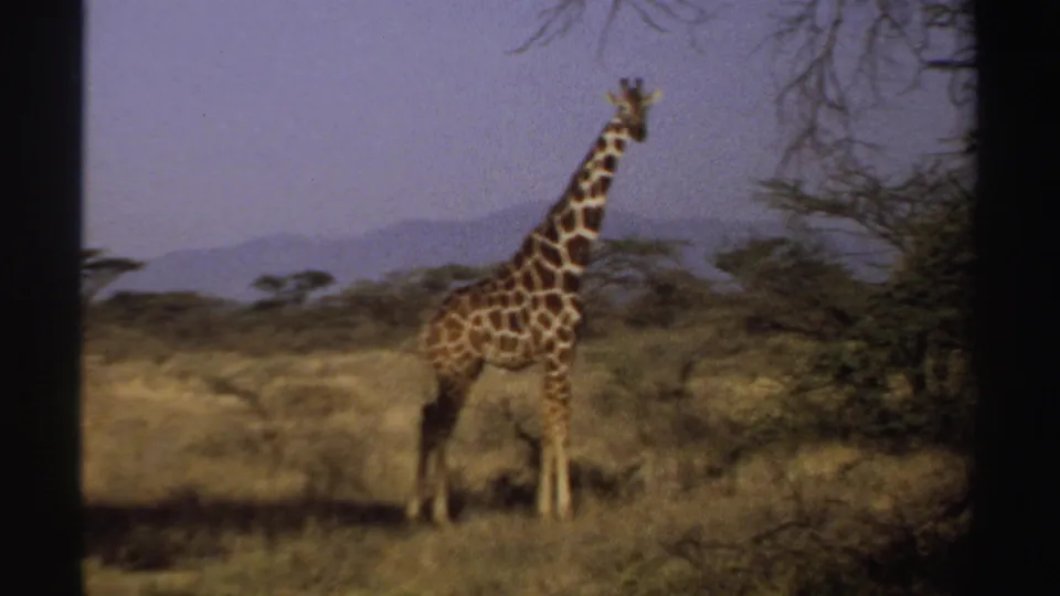 A giraffe stands alert in a dry Sudan grassland scene from 1969 8mm home-movie footage, with trees and low hills behind it.