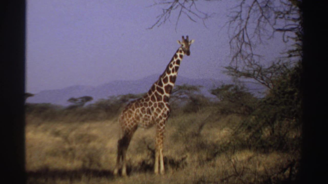 The giraffe remains upright in the sunlit Sudan savanna, framed by dry grass, trees, distant hills, and the edge of the 8mm scan.