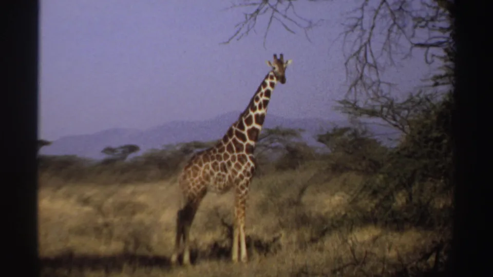 The giraffe remains upright in the sunlit Sudan savanna, framed by dry grass, trees, distant hills, and the edge of the 8mm scan.