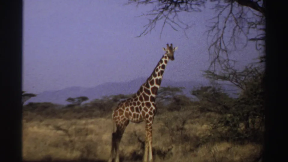 A profile view shows the giraffe standing in 1969 Sudan grassland, with dark tree branches crossing the upper frame and hills in the distance.
