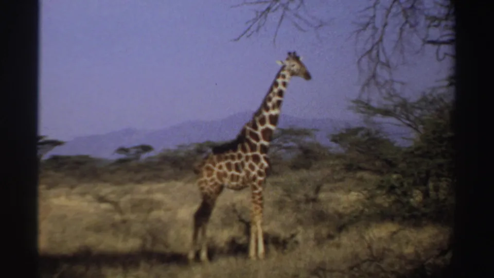 The giraffe appears to turn its head slightly while standing in the dry Sudan savanna, with trees, hills, and blue sky visible behind it.
