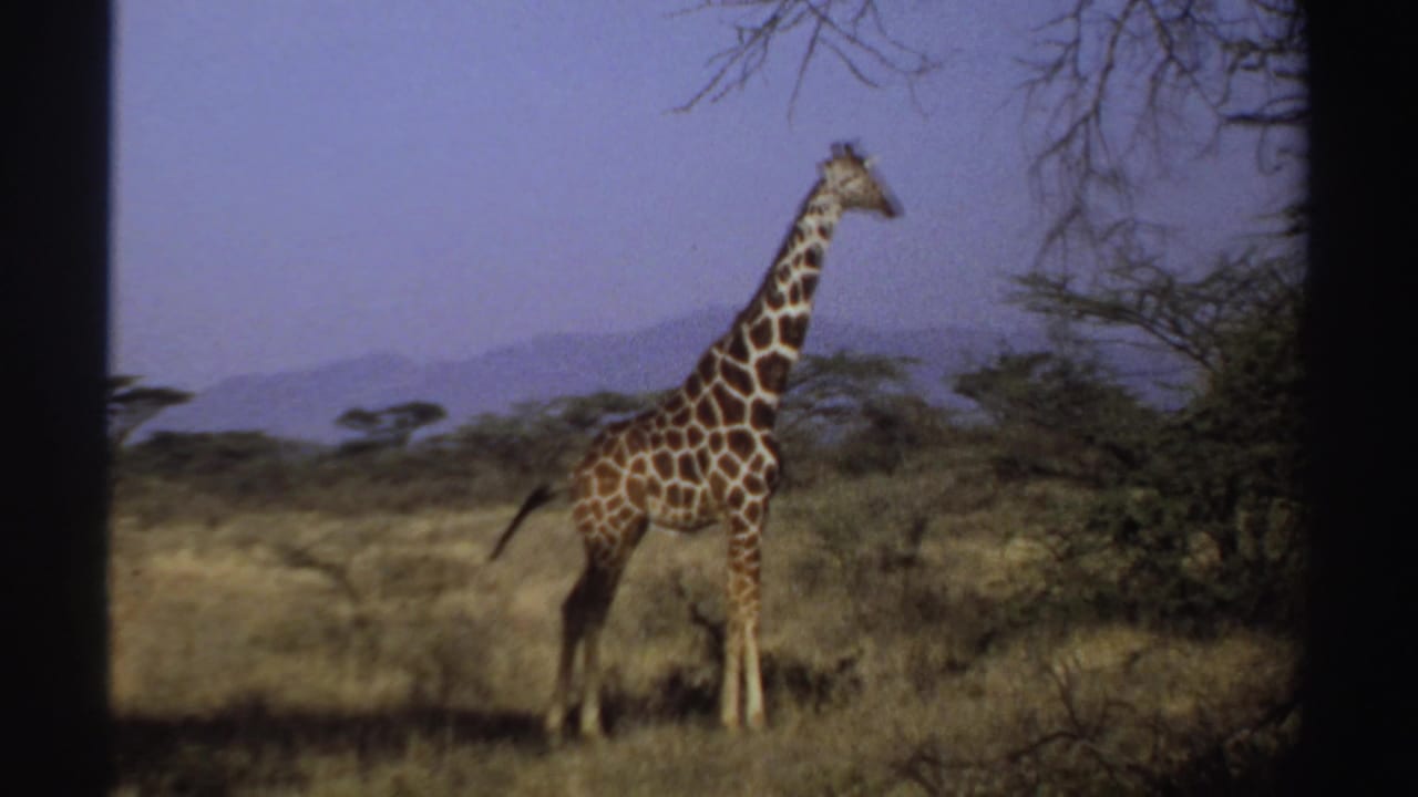 Lone giraffe standing in dry grassland with trees and distant hills.
