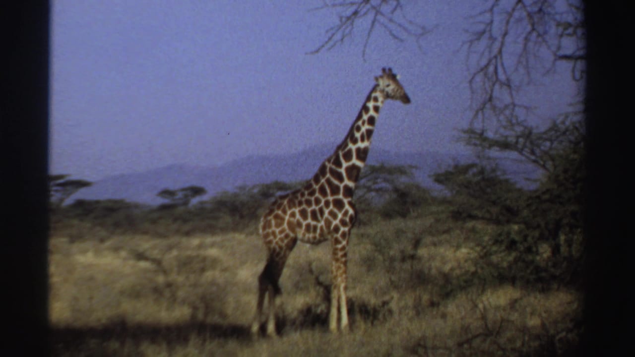1969 Sudan 8mm frame with a giraffe in profile near scrub trees, dry grass, and a hazy mountain backdrop.
