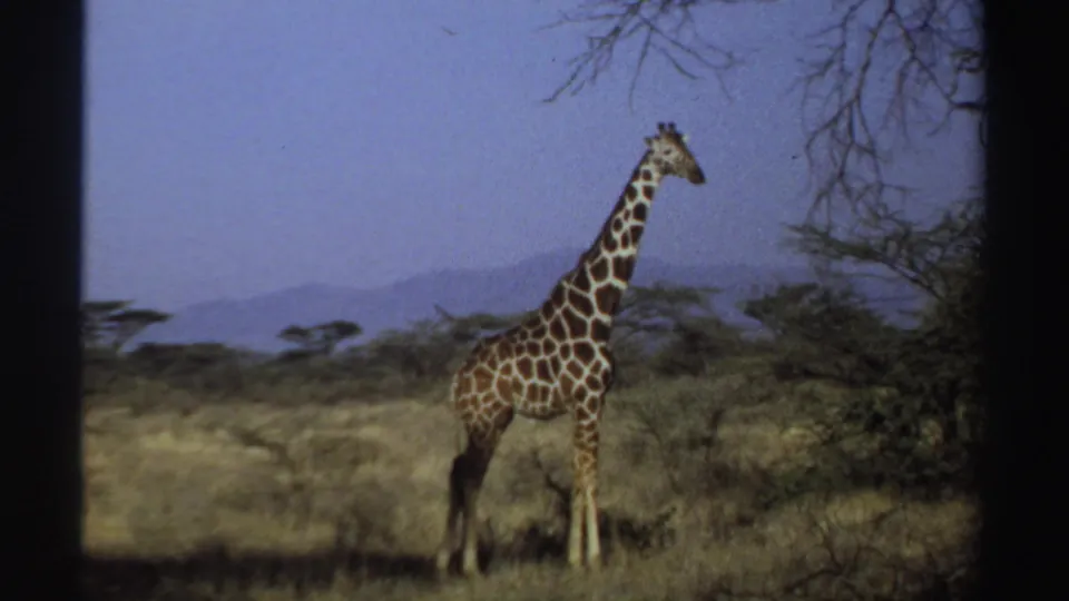 1969 Sudan 8mm frame showing a giraffe slightly turned in dry grassland, with scattered trees and distant hazy hills.