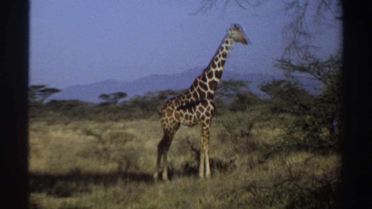 Giraffe standing in dry savanna grass with trees and distant hills behind it.