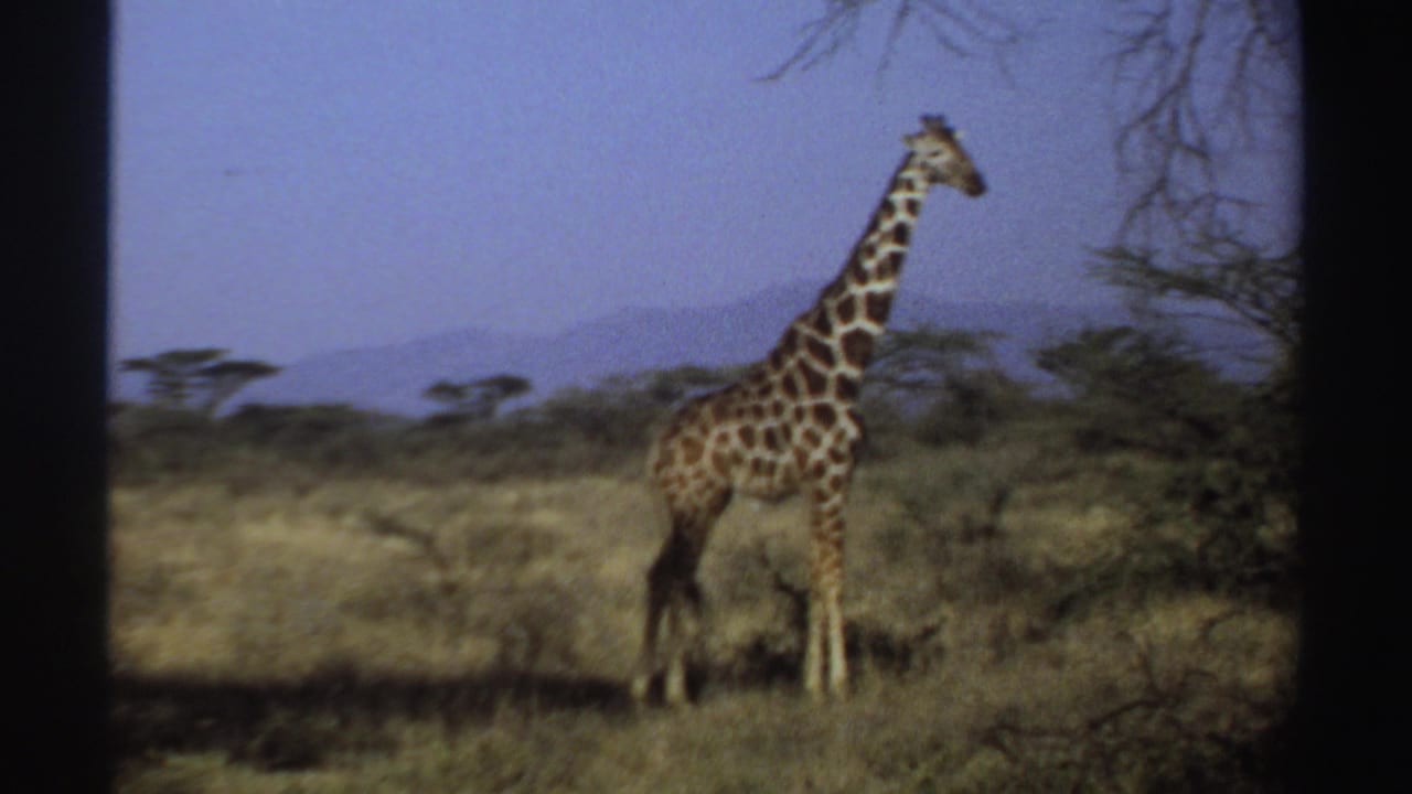 1969 Sudan 8mm frame with a giraffe in profile near scrubby trees and dry savanna grass.