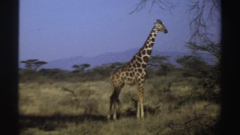 1969 Sudan 8mm frame with a giraffe in profile near scrubby trees and dry savanna grass.