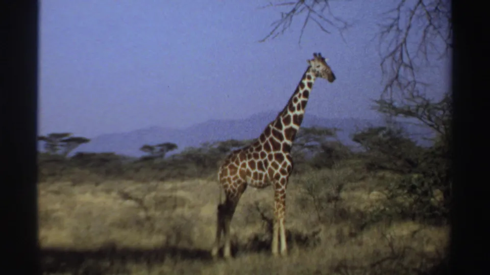 Closer 1969 Sudan 8mm view of a giraffe standing in dry savanna vegetation with distant hills beyond.