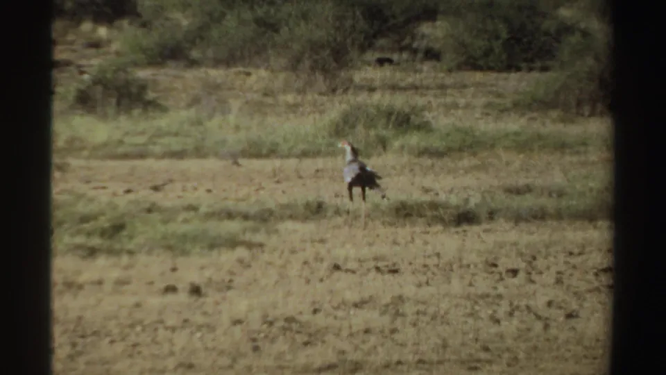 1969 Sudan 8mm frame showing a possible secretary bird or similar animal crossing dry open savanna.