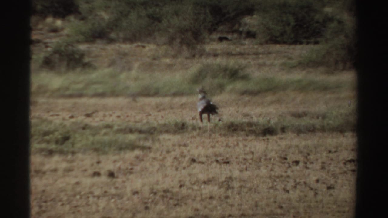 Distant dark bird standing in dry grassland with scrub beyond.