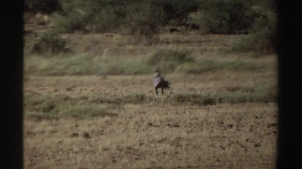 A distant bird stands in sparse Sudan grassland in 1969 8mm home-movie footage, seen through soft grain and dark frame borders.