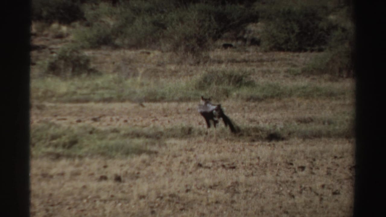 The bird appears to shake or spread its feathers in the distance on dry Sudan grassland, captured in grainy 1969 8mm footage.
