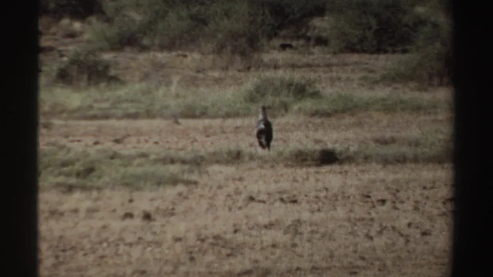 A distant dark bird stands upright in a sparse Sudan grassland setting, with warm 1969 8mm color and soft detail.
