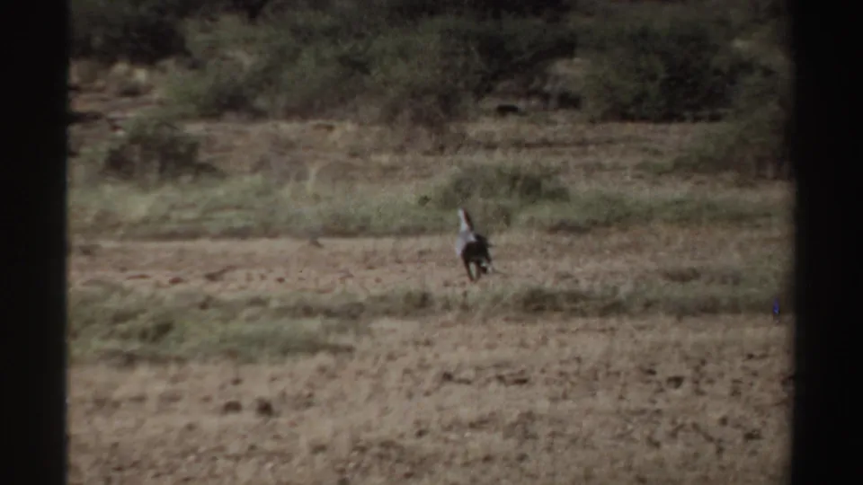 The bird moves away across open Sudan grassland in 1969 home-movie footage, with grainy texture and a distant observational view.